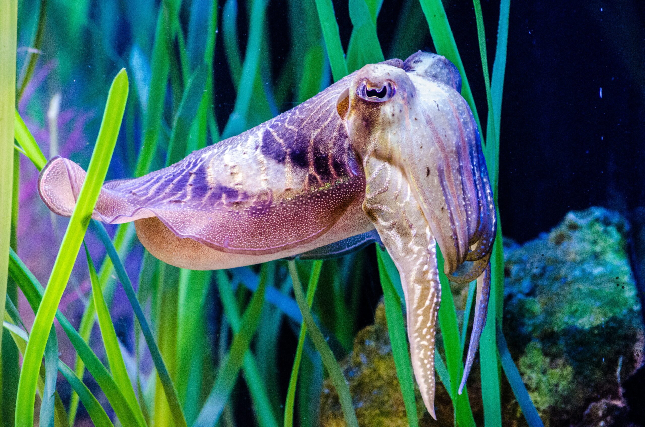 Ciencia: los calamares (como los humanos) sufren de mala memoria